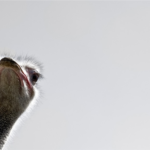 ダチョウ抗体スプレーはこれからの日常生活に必要な除菌アイテム！